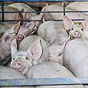 В Украине стремительно сокращается производство свинины