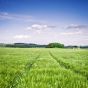 В Украине хотят упростить схему освоения ничейных сельхозугодий