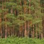 Бучанский лес будут возвращать через суд
