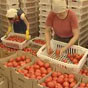 Эксперт рассказала, что будет с ценами на помидоры в Украине