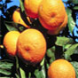 Миру грозит дефицит апельсинов