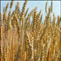Украина увеличила экспорт органической пшеницы