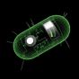 Ученым удалось превратить бактерию в записывающее устройство