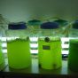 Шведский стартап начинает производство водорослей для фотоэлементов