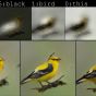 ИИ от Microsoft нарисовал птицу по текстовому описанию