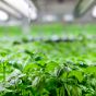 Infarm откроет 1000 вертикальных ферм в Европе до конца 2019 года