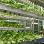 Немецкий стартап откроет в Европе тысячу вертикальных ферм до конца 2019 года