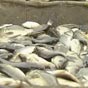 Украина и Россия договорились о допустимых объемах вылова рыбы в Азовском море