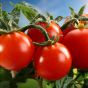 В Чехии на тепле от майнинговых ферм вырастили томаты