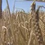 Аналитики спрогнозировали урожай зерна в 2018 году