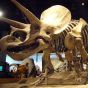 В Париже на аукционе продали два скелета динозавров за 2,2 млн долл