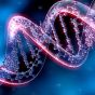 В клетках человека нашли необычные структуры ДНК