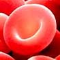 Медики придумали синтетическую кровь, которая сможет два дня заменять настоящую