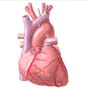 Американский стартап напечатал часть сердечной мышцы для трансплантации
