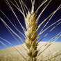 Украина за год экспортировала 40 миллионов тонн зерна