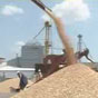 В Аграрном фонде обнаружили потери зерна на 18 миллионов