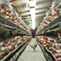 Украина нарастила поставки курятины в ЕС
