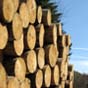 Украина перешла на новые национальные стандарты качества древесины