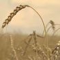 В Украине запасы зерновых на 20% превышают прошлогодние - Госстат