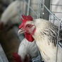UFEB: Украине должны увеличить куриные квоты до 150 тысяч тонн