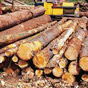 В Гослесагентстве разъяснили условия продажи необработанной древесины