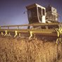 Эксперты в этом году прогнозируют низкий урожай зерновых в Украине