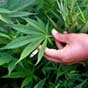 Ливан стал первой страной, легализовавшей марихуану с целью преодоления экономического кризиса