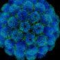 Ученые Университета Гонконга назвали оптимальную для коронавируса температуру