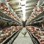 Украина сократила импорт курятины на 30%