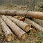 Должностное лицо госпредприятия будут судить за вырубку леса на более чем 1,3 млн гривен