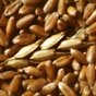 Украина установила рекорд по экспорту зерна