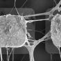 Ученые «вмонтировали» живые нейроны в компьютерные микрочипы