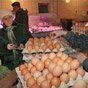 Производство яиц в Украине сократилось на 16,1% — Госстат